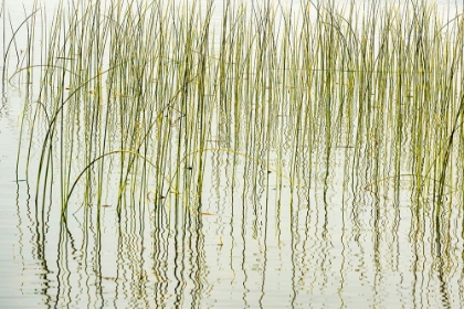 Picture of CANADA- MANITOBA- WEKUSKO FALLS PROVINCIAL PARK. REEDS REFLECT PATTERNS IN WEKUSKO LAKE.