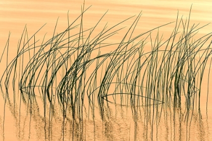 Picture of CANADA- MANITOBA- WEKUSKO FALLS PROVINCIAL PARK. REEDS REFLECT PATTERNS IN WEKUSKO LAKE.