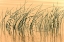Picture of CANADA- MANITOBA- WEKUSKO FALLS PROVINCIAL PARK. REEDS REFLECT PATTERNS IN WEKUSKO LAKE.