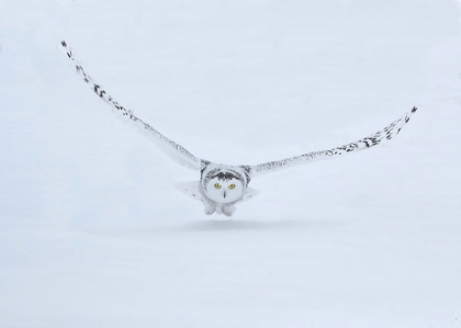 Picture of CANADA- ONTARIO- BARRIE. FEMALE SNOWY OWL IN FLIGHT OVER SNOW.