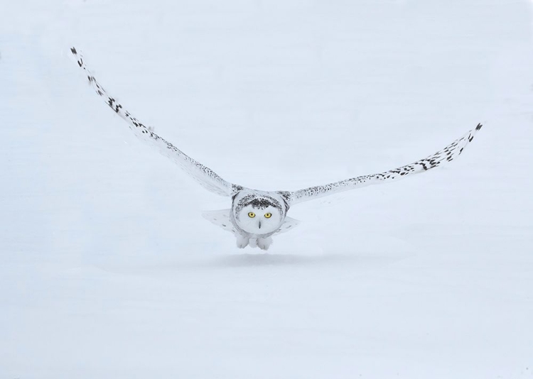 Picture of CANADA- ONTARIO- BARRIE. FEMALE SNOWY OWL IN FLIGHT OVER SNOW.