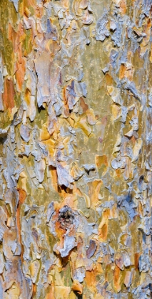 Picture of BARK OF A PINE (PINUS). AUTUMN IN A MIXED FOREST