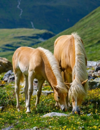 Picture of HAFLINGER HORSE ON ITS MOUNTAIN PASTURE (SHIELING) IN THE OTZTAL ALPS