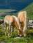 Picture of HAFLINGER HORSE ON ITS MOUNTAIN PASTURE (SHIELING) IN THE OTZTAL ALPS