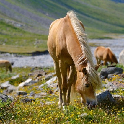 Picture of HAFLINGER HORSE ON ITS MOUNTAIN PASTURE (SHIELING) IN THE OTZTAL ALPS