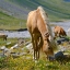 Picture of HAFLINGER HORSE ON ITS MOUNTAIN PASTURE (SHIELING) IN THE OTZTAL ALPS