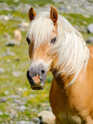 Picture of HAFLINGER HORSE ON ITS MOUNTAIN PASTURE (SHIELING) IN THE OTZTAL ALPS