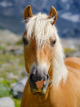 Picture of HAFLINGER HORSE ON ITS MOUNTAIN PASTURE (SHIELING) IN THE OTZTAL ALPS