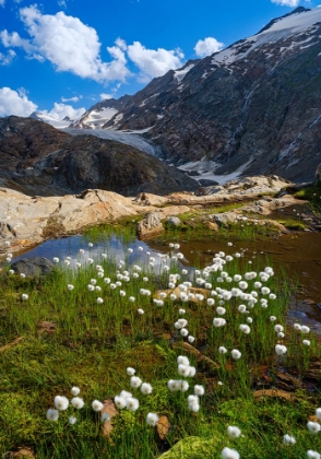 Picture of SCHEUCHZERS COTTON GRASS-GURGLER FERNER-OTZTAL ALPS-EUROPE- AUSTRIA- TYROL