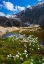 Picture of SCHEUCHZERS COTTON GRASS-GURGLER FERNER-OTZTAL ALPS-EUROPE- AUSTRIA- TYROL