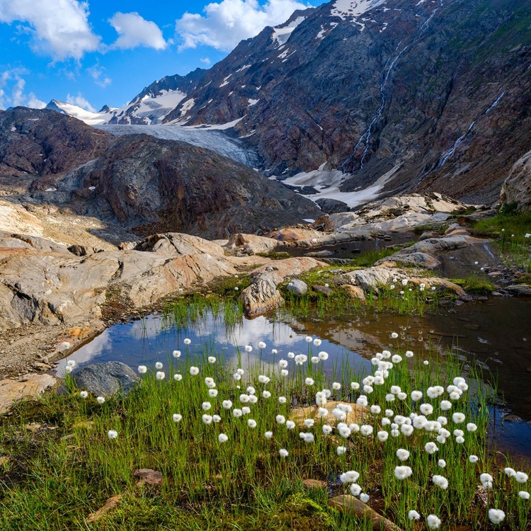 Picture of SCHEUCHZERS COTTON GRASS-GURGLER FERNER-OTZTAL ALPS-EUROPE- AUSTRIA- TYROL