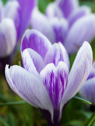 Picture of CROCUS- VARIETY PICKWICK- GERMANY