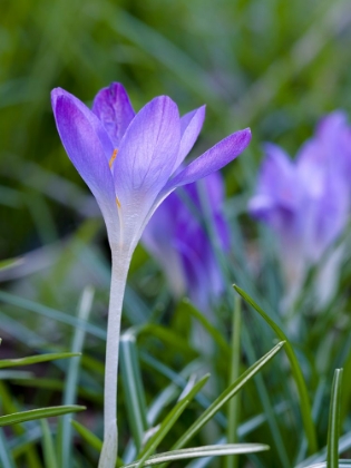 Picture of WOODLAND CROCUS- CROCUS TOMMASINIANUS. GERMANY