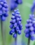 Picture of ARMENIAN GRAPE HYACINTH. GERMANY