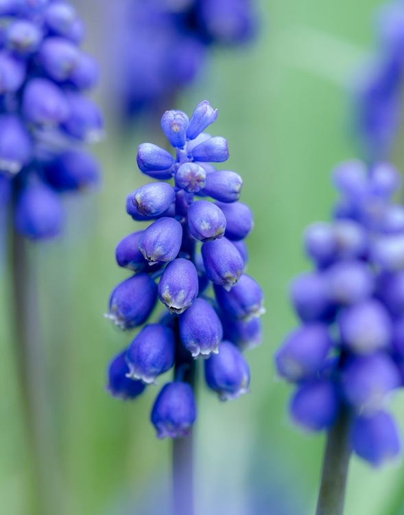 Picture of ARMENIAN GRAPE HYACINTH. GERMANY