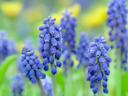 Picture of ARMENIAN GRAPE HYACINTH. GERMANY