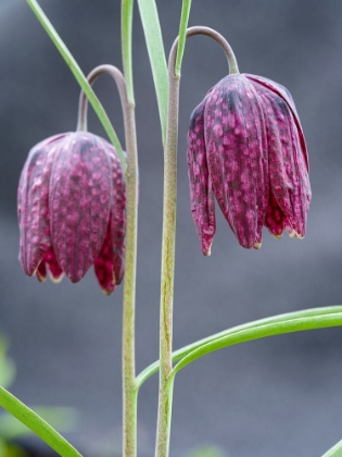 Picture of SNAKES HEAD OR CHESS FLOWER. GERMANY