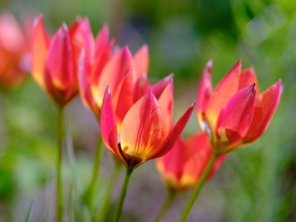 Picture of TULIP (TULIPA) VARIETY LITTLE PRINCESS. GERMANY