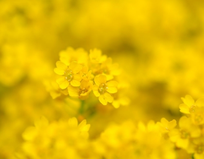 Picture of BASKET OF GOLD. GERMANY