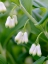 Picture of EURASIAN SOLOMONS SEAL. GERMANY