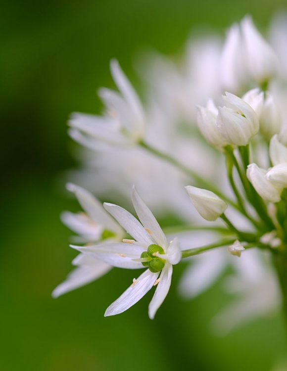 Picture of WILD GARLIC. GERMANY