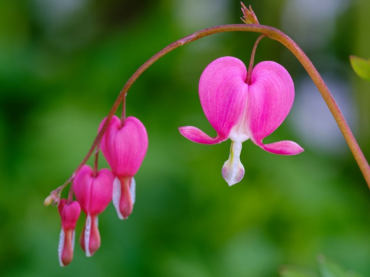 Picture of BLEEDING HEART (LAMPROCAPNOS SPECTABILIS). GERMANY