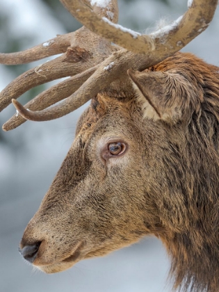 Picture of MALE OR STAG- RED DEER IN SNOW- ALPENWILDPARK OBERMAISELSTEIN