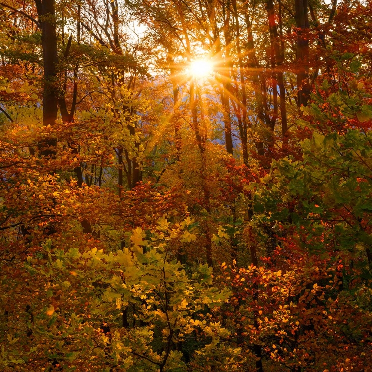 Picture of AUTUMN IN THE FOREST OF THE KOSZEG MOUNTAINS-GESCHRIEBENSTEIN- HUNGARY