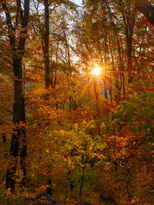 Picture of AUTUMN IN THE FOREST OF THE KOSZEG MOUNTAINS-GESCHRIEBENSTEIN- HUNGARY