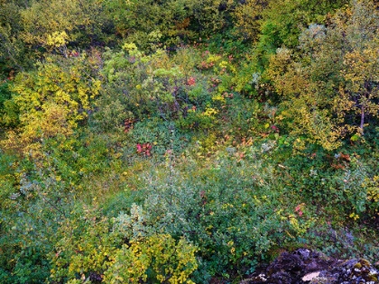 Picture of COLORFUL AUTUMNAL VEGETATION IN ASBYRGI CANYON IN VATNAJOKULL NATIONAL PARK- ICELAND