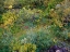 Picture of COLORFUL AUTUMNAL VEGETATION IN ASBYRGI CANYON IN VATNAJOKULL NATIONAL PARK- ICELAND