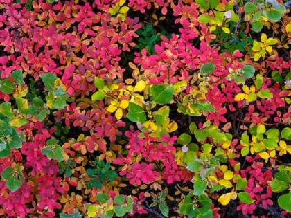 Picture of COLORFUL AUTUMN FOREST AT LAKE MYVATN. EUROPE- ICELAND