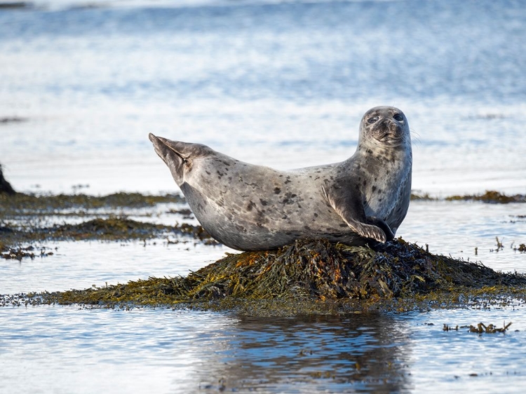 Picture of HARBOR SEAL NEAR DJUPAVIK IN ICELAND.-STRANDIR. EUROPE- ICELAND