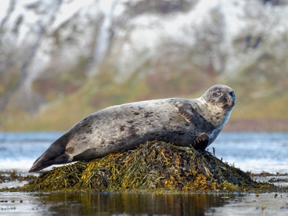 Picture of HARBOR SEAL NEAR DJUPAVIK IN ICELAND.-STRANDIR. EUROPE- ICELAND