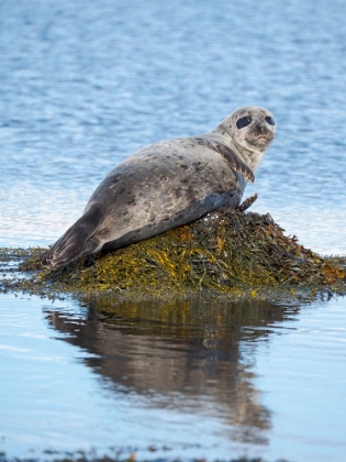 Picture of HARBOR SEAL NEAR DJUPAVIK IN ICELAND.-STRANDIR. EUROPE- ICELAND