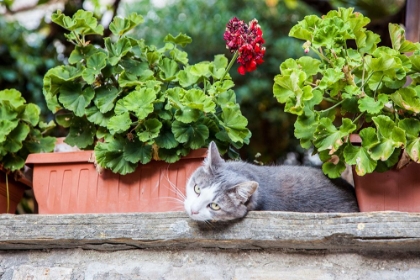 Picture of ITALY- UMBRIA- ASSISI. GRAY AND WHITE CAT RESTING IN BETWEEN FLOWER POTS WITH GERANIUMS.