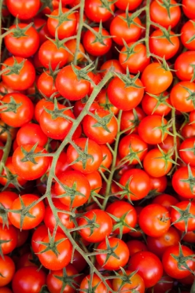 Picture of ITALY- UMBRIA- MONTEFALCO. CLOSEUP OF TOMATOES ON THE VINE.