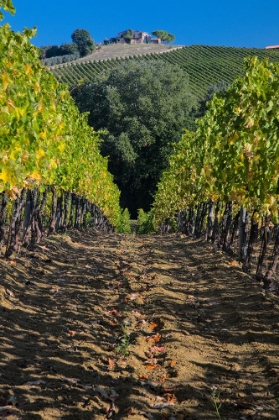 Picture of ITALY- UMBRIA. HOME SURROUNDED BY VINEYARDS.