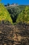 Picture of ITALY- UMBRIA. HOME SURROUNDED BY VINEYARDS.