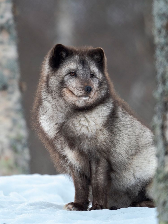 Picture of ARCTIC FOX- BLUE MORPH- IN DEEP SNOW DURING WINTER. EUROPE- NORWAY- BARDU- POLAR PARK