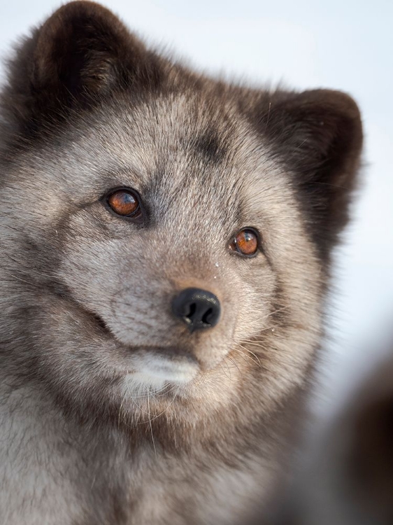 Picture of ARCTIC FOX- BLUE MORPH- IN DEEP SNOW DURING WINTER. EUROPE- NORWAY- BARDU- POLAR PARK