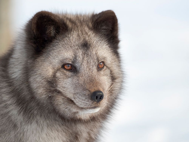 Picture of ARCTIC FOX- BLUE MORPH- IN DEEP SNOW DURING WINTER. EUROPE- NORWAY- BARDU- POLAR PARK