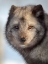 Picture of ARCTIC FOX- BLUE MORPH- IN DEEP SNOW DURING WINTER. EUROPE- NORWAY- BARDU- POLAR PARK