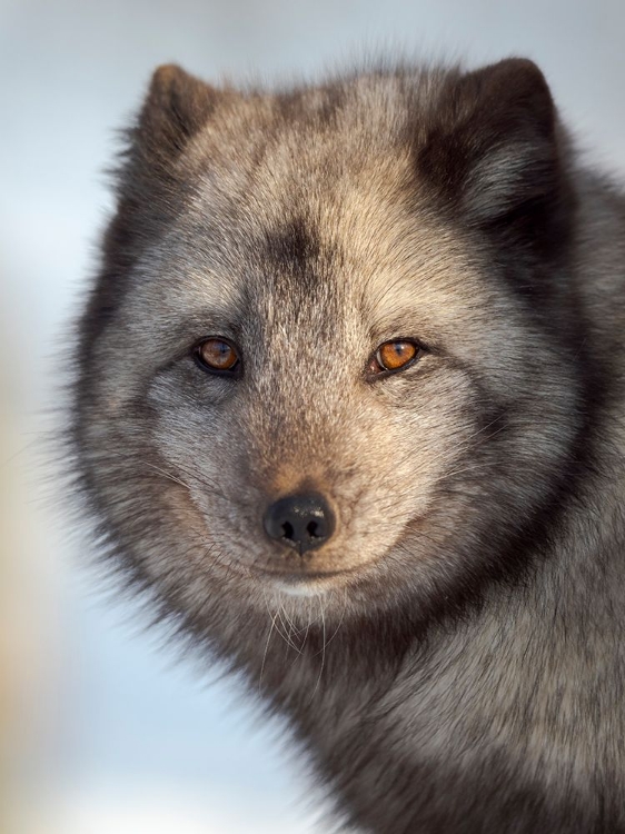 Picture of ARCTIC FOX- BLUE MORPH- IN DEEP SNOW DURING WINTER. EUROPE- NORWAY- BARDU- POLAR PARK