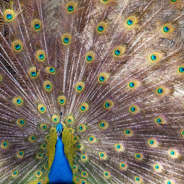 Picture of LISBON- PORTUGAL. CASTELO SAO JORGE. PEACOCKS RESIDE ON THE CASTLE GROUNDS