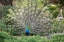 Picture of LISBON- PORTUGAL. CASTELO SAO JORGE. PEACOCKS RESIDE ON THE CASTLE GROUNDS