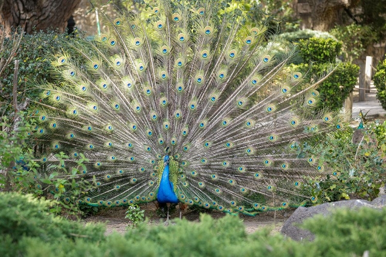 Picture of LISBON- PORTUGAL. CASTELO SAO JORGE. PEACOCKS RESIDE ON THE CASTLE GROUNDS