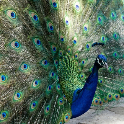 Picture of LISBON- PORTUGAL. CASTELO SAO JORGE. PEACOCKS RESIDE ON THE CASTLE GROUNDS