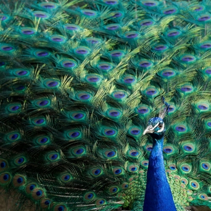 Picture of LISBON- PORTUGAL. CASTELO SAO JORGE. PEACOCKS RESIDE ON THE CASTLE GROUNDS