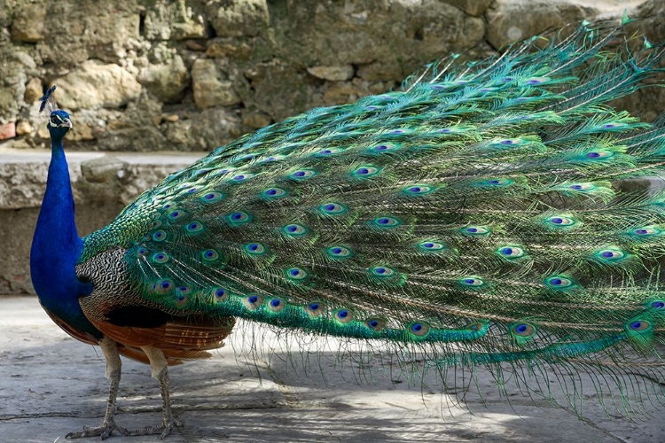 Picture of LISBON- PORTUGAL. CASTELO SAO JORGE. PEACOCKS RESIDE ON THE CASTLE GROUNDS